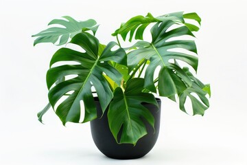 Monstera plant in black pot on white background close up of tropical leaves grown indoors for decora