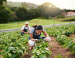 © Hira/peopleimages.com - Farming, couple and woman with smile for leaves, outdoor and people with apron, sustainability and growth. Nature, crops and check for harvest in Spring, happy and development of produce in Australia