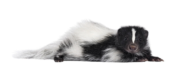 Poster - Black and white baby skunk laying down side ways. Looking straight to camera. Isolated cutout on a transparent backround.