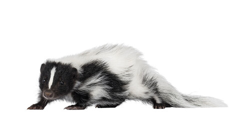 Poster - Black and white baby skunk walking side ways. Looking towards camera. Isolated cutout on a transparent backround.