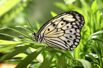 Wall Mural - Beautiful rice paper butterfly on green plant in garden