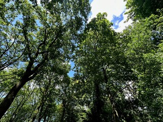 Wall Mural - Beautiful trees with green leaves growing in park, low angle view