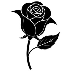 Poster - black rose isolated on white