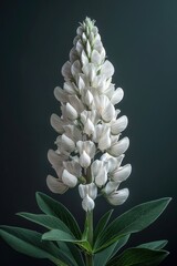 Wall Mural - Lupine flower enchants with its intricate, upward-spreading petals, seeming almost luminous against a dark background. The green leaves add to its regal allure.