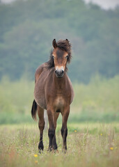 Exmoor pony looking