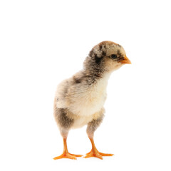 Poster - One cute chick isolated on white. Baby animal