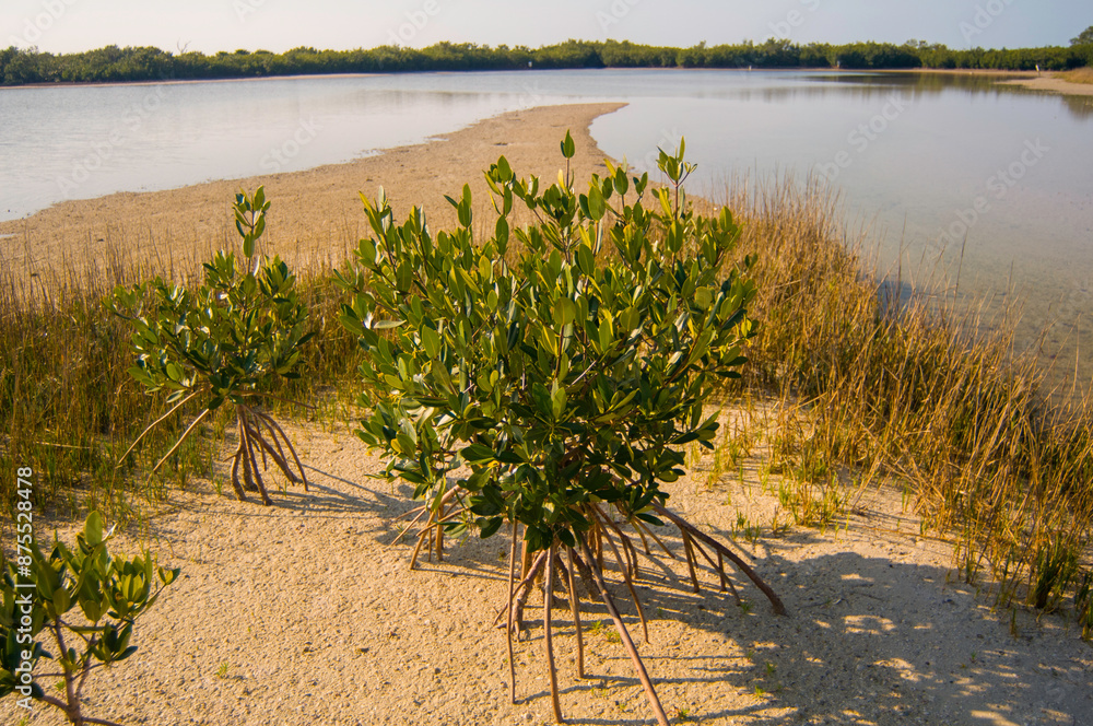 Mangler Tree Young mangrove trees, Rhizophora mangle, on an intercoastal sand bar at ...