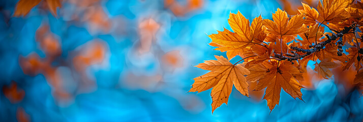 Poster - Bright autumn foliage with yellow, red, and orange maple leaves