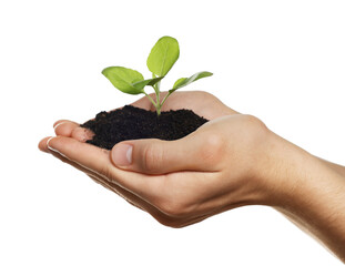 Wall Mural - Environmental protection. Man holding seedling with pile of soil on white background, closeup