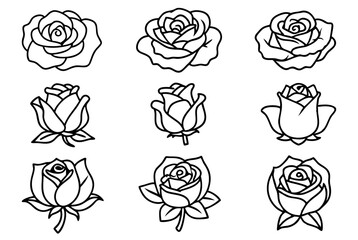 classic rose line art design elegant illustration