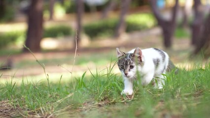 Wall Mural - kitten is hunting and playing