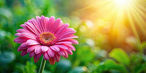 Sticker - Vibrant pink daisy blooming in a lush garden, flower, pink, daisy, garden, nature, vibrant, blooming, petals, flora, floral