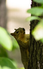 squirrel on a tree 2