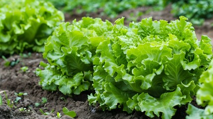 Organic fresh lettuces are growing in vegetable garden. 