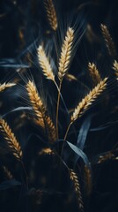 Wall Mural - a close up of some wheat on a dark background