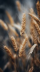 Wall Mural - a close up of some wheat on a dark background