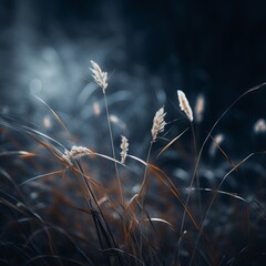 Wall Mural - a field of tall grasses in the dark at night