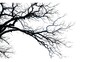 © Berkah - Details dried black leafless tree branches of big tree silhouette on white sky background,isolated.