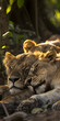 © CarlosEduardo - Leoa e filhotes descansando na sombra