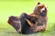 © Amy - funny grizzly bear doing yoga playing with her feet sitting on her butt leaning backward in silly pose, green background