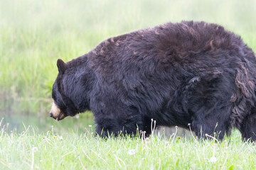 large chunky black bear walking side profile with green background