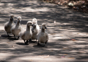 Sticker - the cygnets are walking along a path