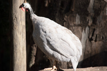 Wall Mural - The Helmeted Guinea fowl is gray-black speckled with white. Like other guineafowl, this species has an unfeathered head,