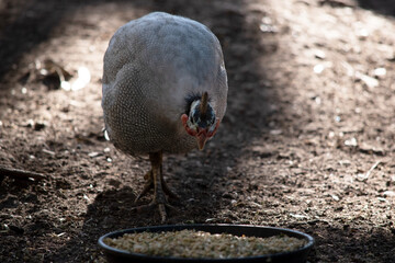 Wall Mural - The Helmeted Guinea fowl is gray-black speckled with white.