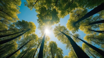 Wall Mural - Looking up Green forest. Trees with green Leaves, blue sky and sun light. Bottom view	