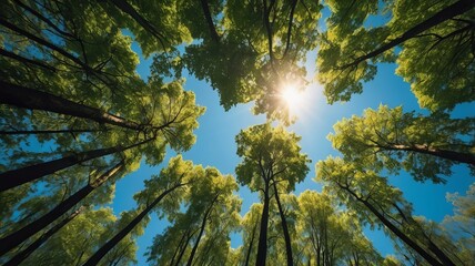 Wall Mural - Looking up Green forest. Trees with green Leaves, blue sky and sun light. Bottom view	