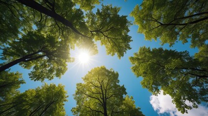 Wall Mural - Looking up Green forest. Trees with green Leaves, blue sky and sun light. Bottom view	