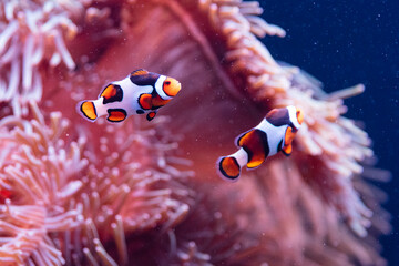 clownfish near sea anemone at Georgia Aquarium