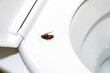 © SDF_QWE - Close-up of a dead cockroach lying upside down on a toilet seat