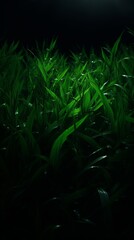 Sticker - green grass in the dark with a bright light shining on it