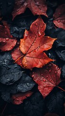 Canvas Print - red maple leaves with water droplets on them