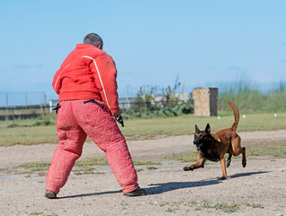 Wall Mural - training of belgian shepherd