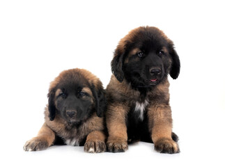 Canvas Print - puppies Leonberger in studio