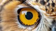 © Nataliia_Trushchenko - A close up of an owl's eye with a yellow iris. The eye is surrounded by feathers and the iris is a bright yellow color