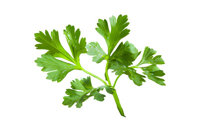 Wall Mural - Fresh parsley herb isolated on transparent png