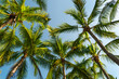 © diy13 - Green palm tree against blue sky and white clouds. Bottom view of palm trees tropical forest at blue sky background, tropical nature pattern. Relax natural view