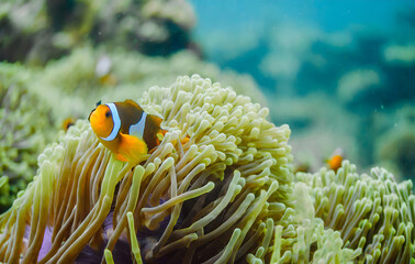 Wall Mural - Beautiful clown fish nemo in the sea anemone. Detail of anemone fish hiding in Andaman sea. Generative AI.