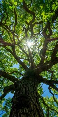 Canvas Print - Looking Up at the Sun Through a Tree