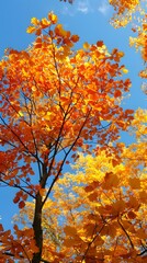 Wall Mural - Fall foliage in New England