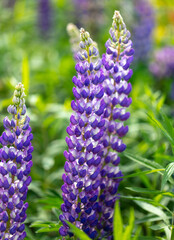 Poster - Lupine flowers in nature. Close-up