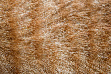 Wall Mural - Ginger cat fur texture background.