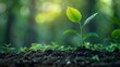 © addymawy - Green sprout emerging from the soil with blurred background