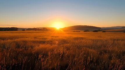 Canvas Print - Golden Field Sunset Landscape With Sun Shining Through The Grass