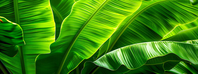 Wall Mural - Detailed closeup of fresh green leaves with intricate patterns and vibrant textures