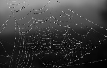 spider web with dew