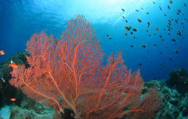 Wall Mural - Red Gorgonian or red sea fan coral. Generative AI.